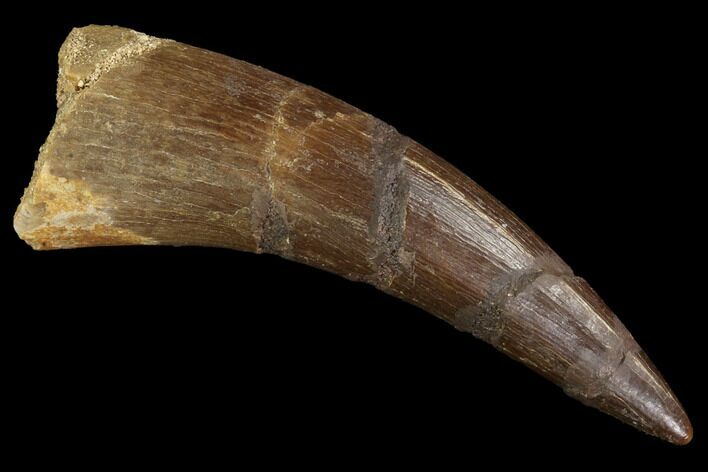 Bargain, Fossil Plesiosaur (Zarafasaura) Tooth - Morocco #91298